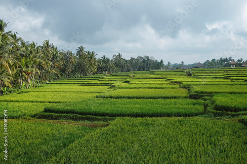 rice plantation in tropical environment