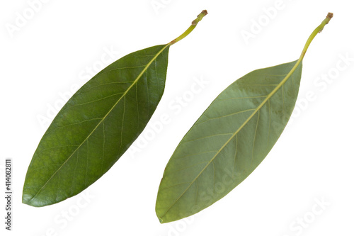 Avocado leaf front and back cut out on a white background. Good for texturing or modeling.