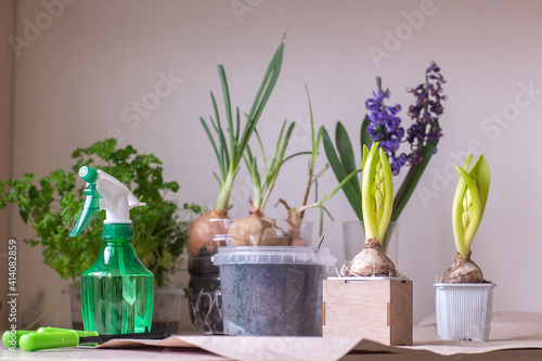 Home plants  pots and gardening tools on grey background  flat lay.  