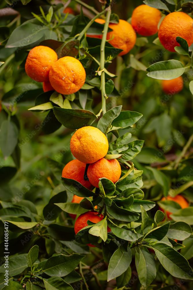 Tangerine garden with fruits