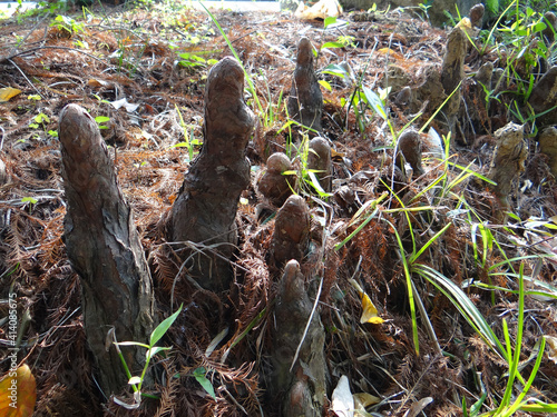 Beautiful view of roots of the bald cypress tree in the forest photo