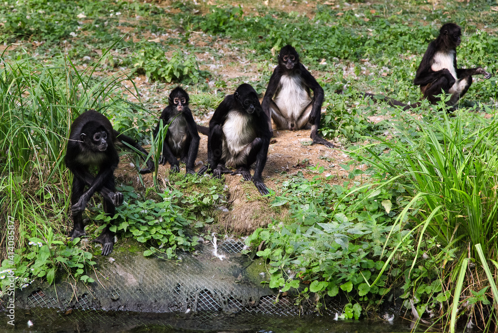 Family of Geoffroy's Spider monkeys. Black monkeys with long tails on the ground. Ateles geoffroyi.