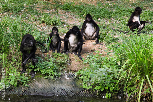 Obraz na płótnie Family of Geoffroy's Spider monkeys. Black monkeys with long tails on the ground. Ateles geoffroyi. w salonie