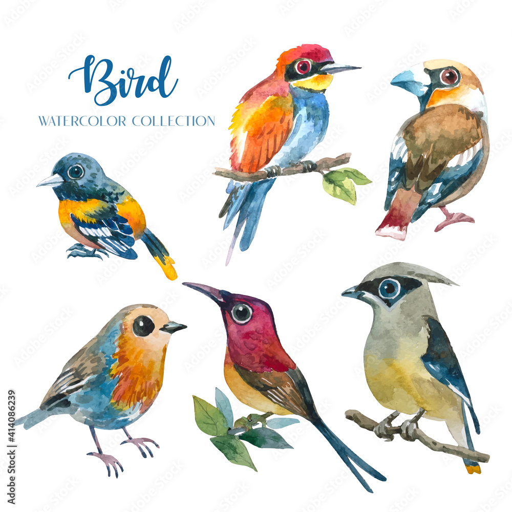 Obraz premium Exotic colorful bird watercolor collection set (6 birds). 