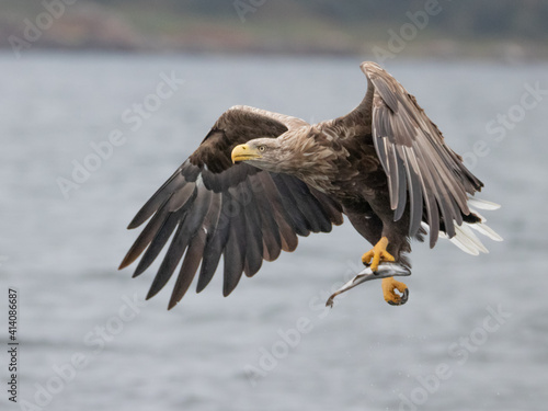 White Tailed Eagle (Haliaeetus albicilla) in flight over a loch in search for prey