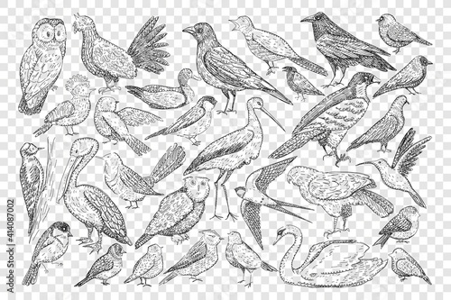 Various birds doodle set. Collection of hand drawn heron owl black grouse swift swallow pelican swan duck woodpecker thrush blackbird tit isolated on transparent background