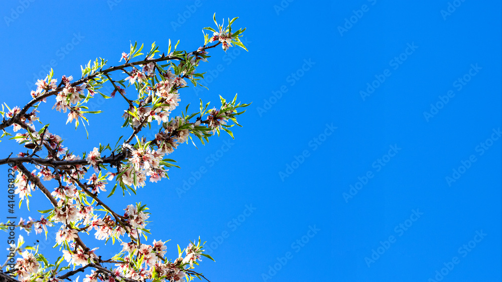Almond tree branches with flowers in full bloom against blue sky in the spring. Beautiful flower large background for banner with copy space. Almond tree branches with flowers in full bloom against blue sky in the spring. Beautiful flower large background for banner with copy space.