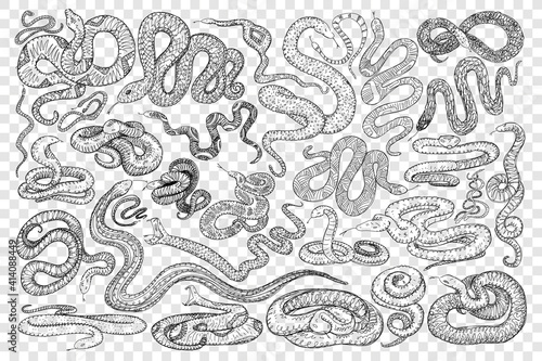 Various dangerous snakes doodle set. Collection of hand drawn wild snakes cobra python wriggling on ground ready to bite isolated on transparent background