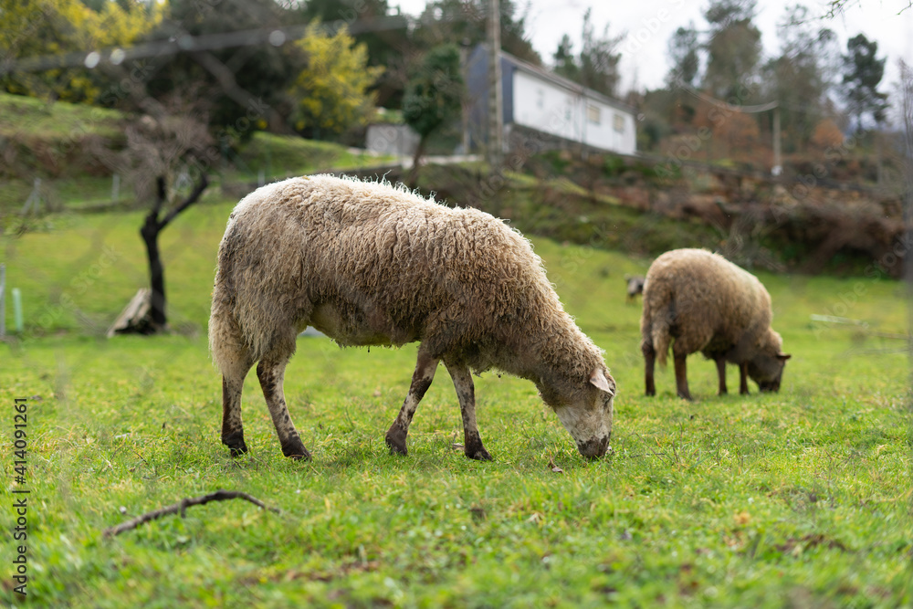 sheep in a meadow with green grass. sheep on the spring background. sheep in a meadow with green grass. sheep on the spring background.