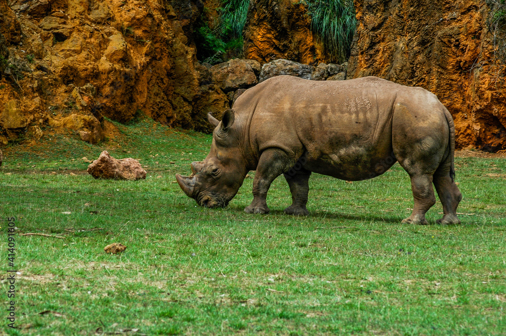 Fototapeta premium rhino in the grass