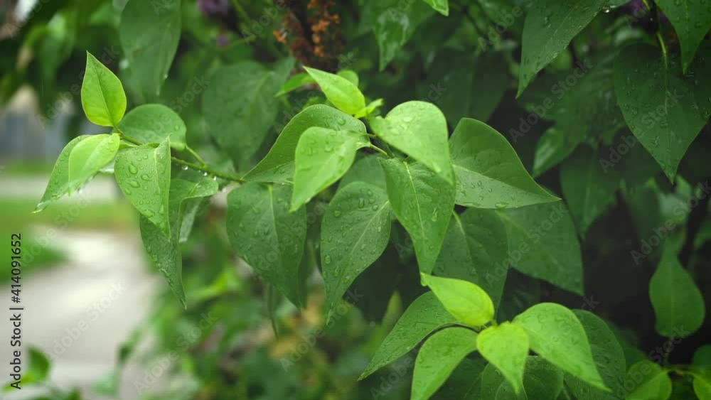 Raining Drops on fresh green leaf for nature background Raining Drops on fresh green leaf for nature background