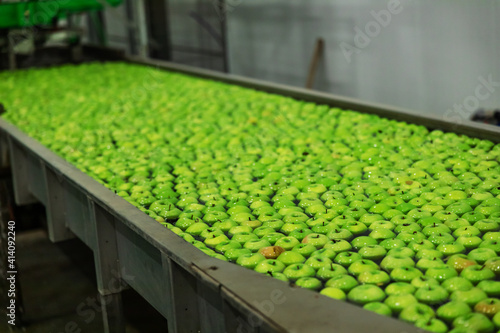 Transport of freshly harvested apples in a food factory for sale. Green apple.