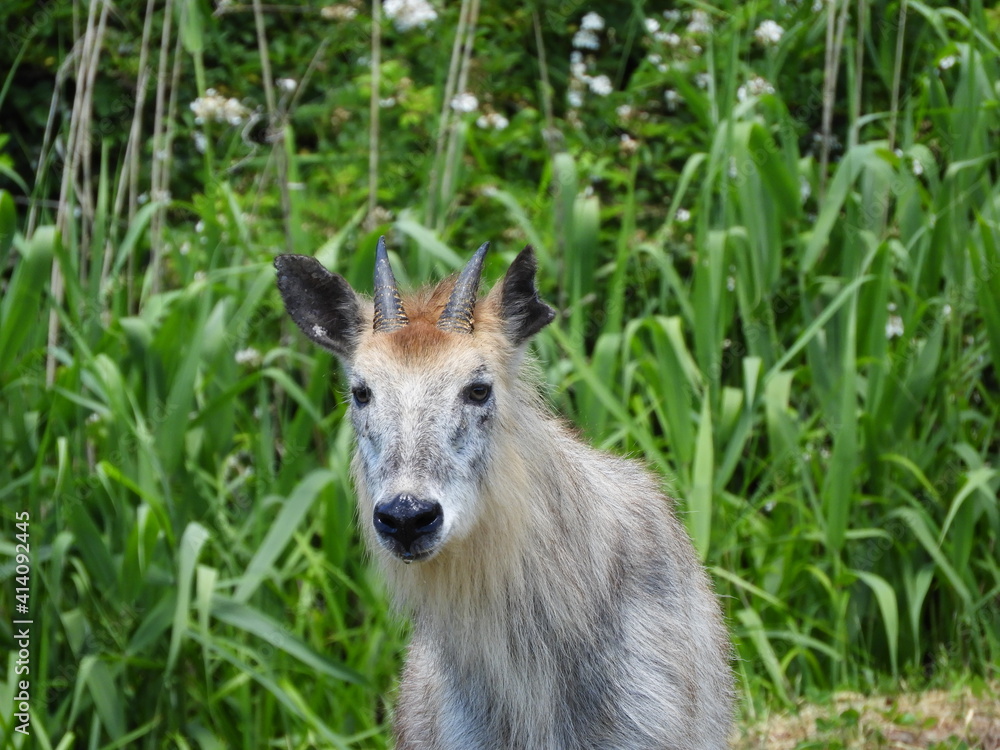 Fototapeta premium 二ホンカモシカ・６月・秋田市