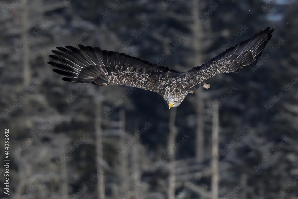 Obraz premium オジロワシが狙う