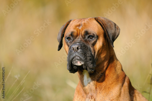 Boxer Dog portrait © AnetaPics