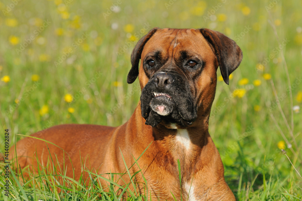 Boxer Dog portrait
