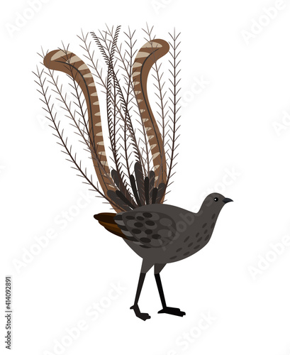 Bird with long feathers. Cartoon beautiful ornithology character, exotic flying animal, vector illustration of lyrebird isolated on white background
