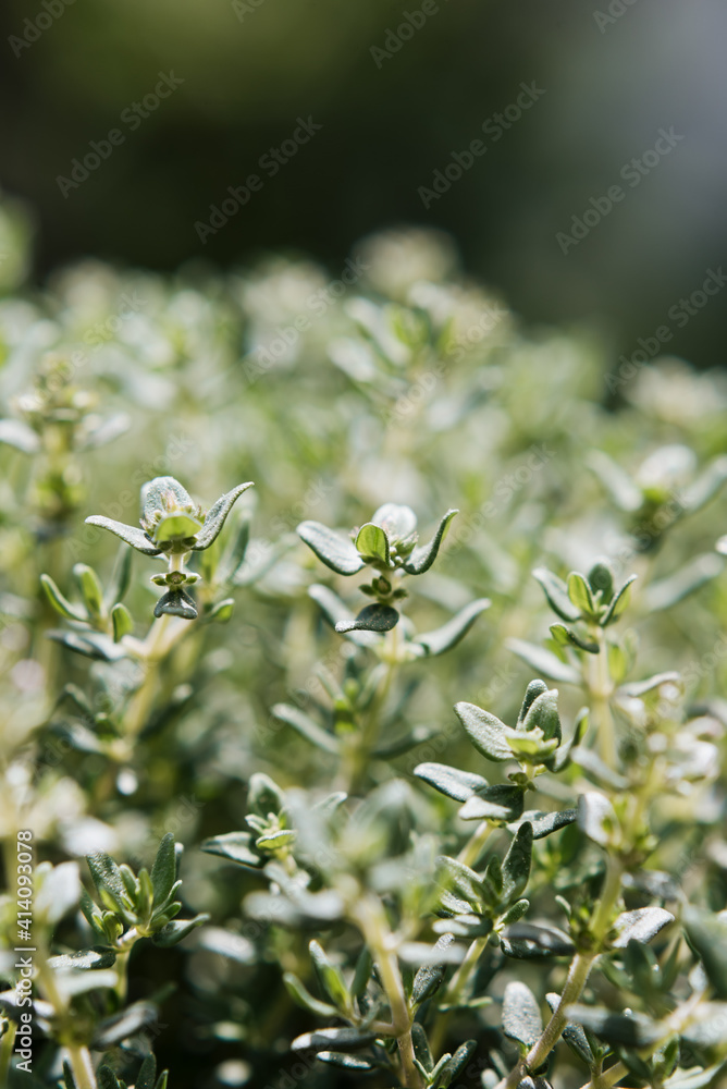 mediterrane Kräuter als Detailaufnahme grün, Oregano, Thymian