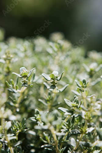 mediterrane Kräuter als Detailaufnahme - grün, Oregano, Thymian, Kräutertopf, Balkonkasten, Makro