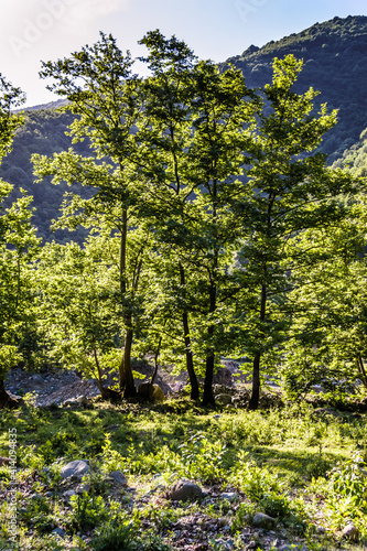 lush landscape with green trees and pastures by the mountainside in summer season