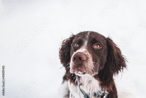 Beautiful brown and white long haired dog playing in the snow in winter