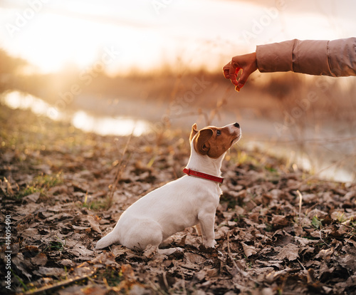 purebred dog wearing a red collar outdoors walking leisure fresh background