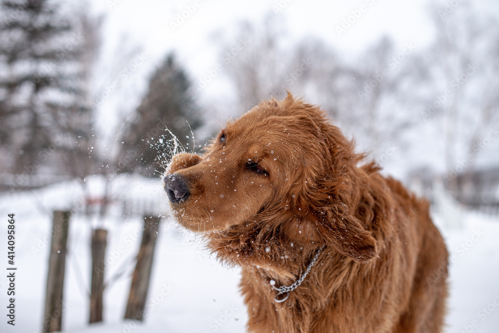 Golden retriever dog shaking of snow after playing in park in winter