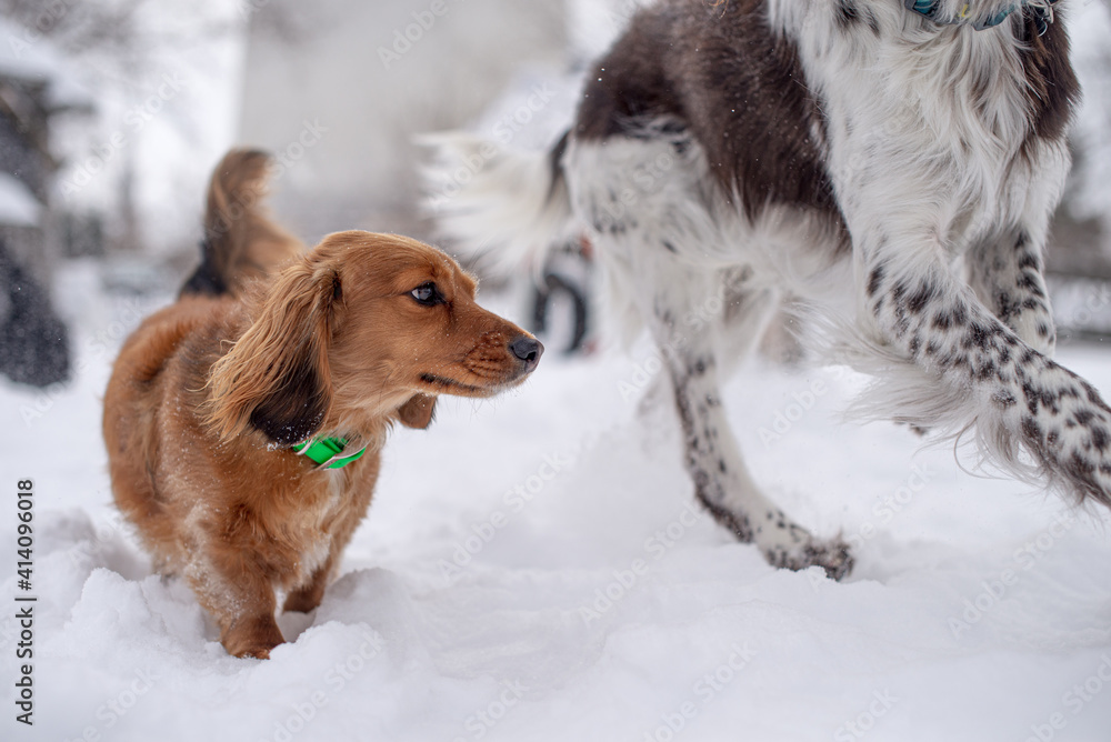 Small dachshund dog walking in snow outside in park in winter