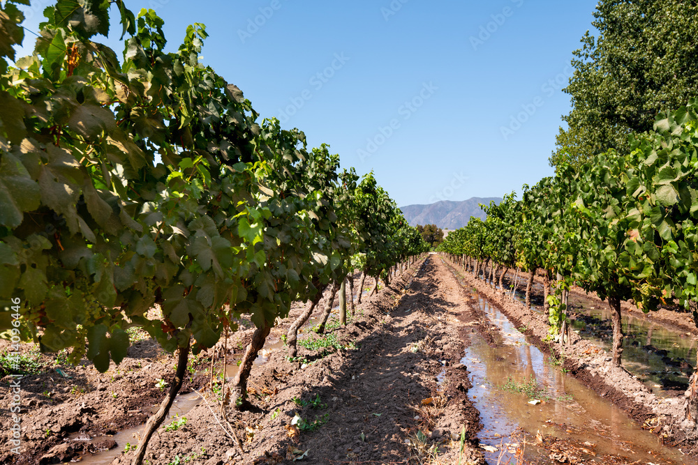 Fototapeta premium Vineyard at Colchagua valley in Chile