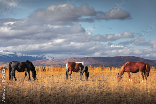 Three horses graze in a meadow in the Altai Mountains