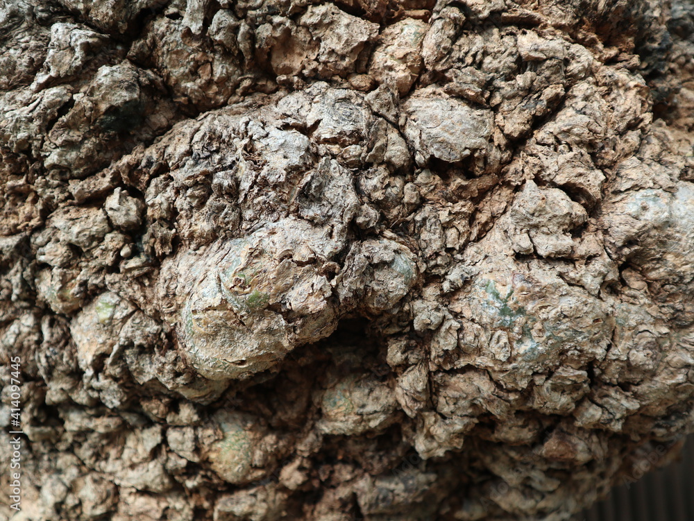 the detail of tree burl design for wooden growth background close-up and bright the detail of tree burl design for wooden growth background close-up and bright