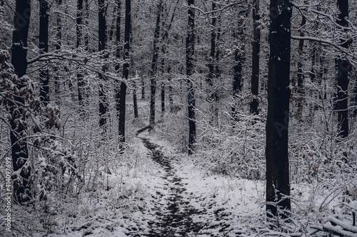 Fototapeta Naklejka Na Ścianę i Meble -  Winter forest. Path among trees leading deeper into the forest