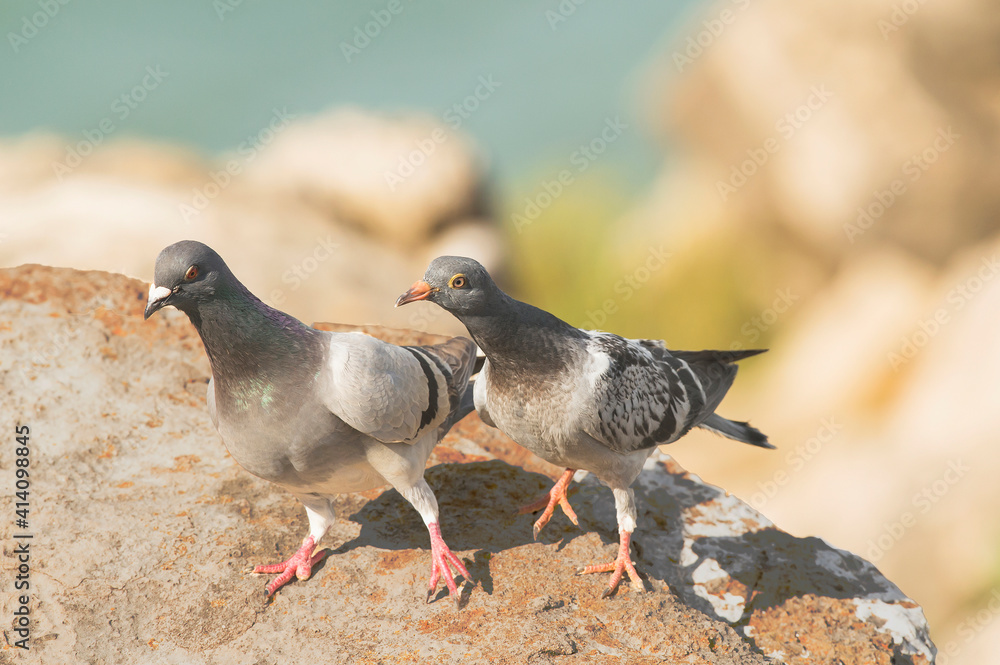 Obraz premium Pombo-das-rochas