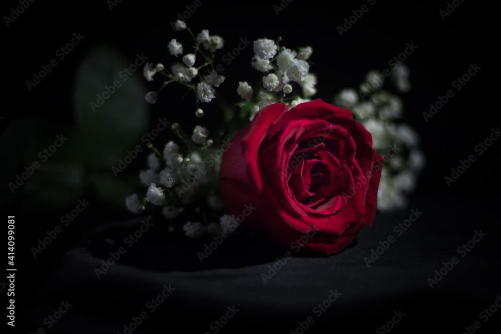 Fototapeta premium A single red rose on a dark black background.