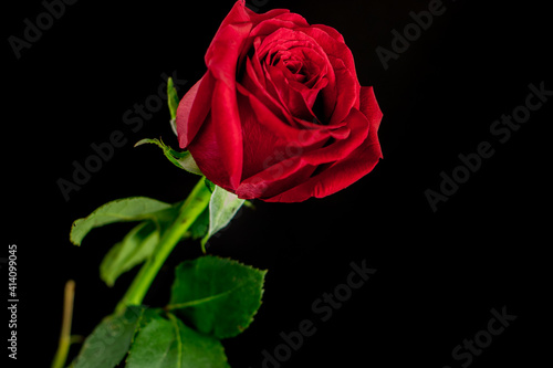 A single red rose on a dark black background.