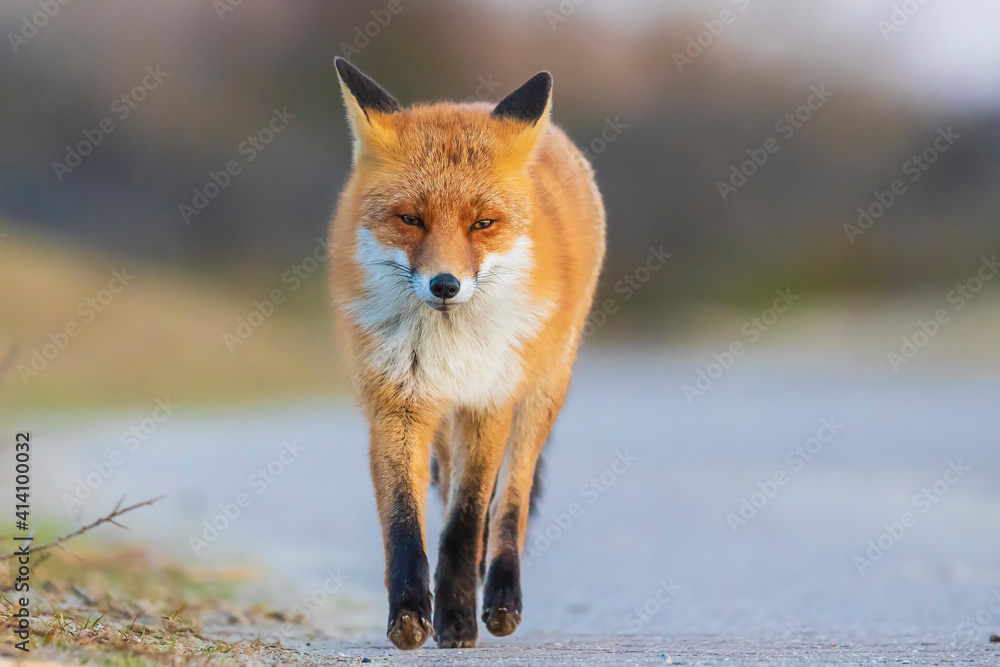 Obraz premium Wild red fox, Vulpes Vulpes, crossing a road