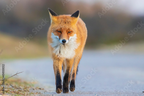 Wild red fox, Vulpes Vulpes, crossing a road © Sander Meertins