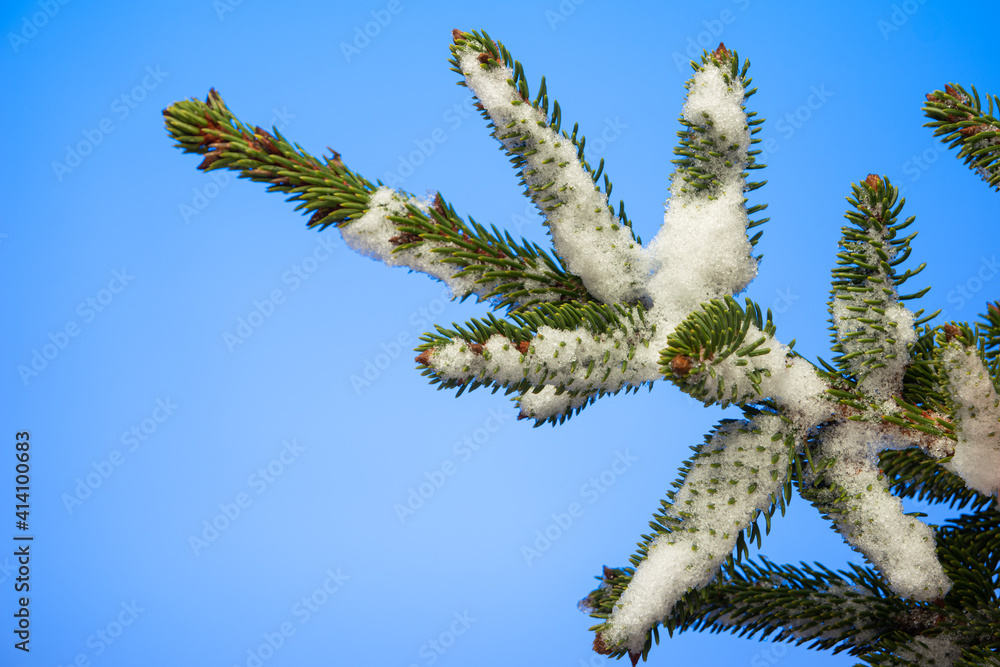 Snow covered pine tree branch with green needles studio shot isolated on blue background Snow covered pine tree branch with green needles studio shot isolated on blue background