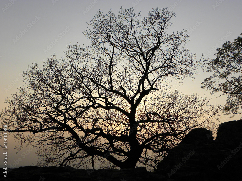 Baumsilhouette im Abendlicht am Rande des Odenwalds Baumsilhouette im Abendlicht am Rande des Odenwalds