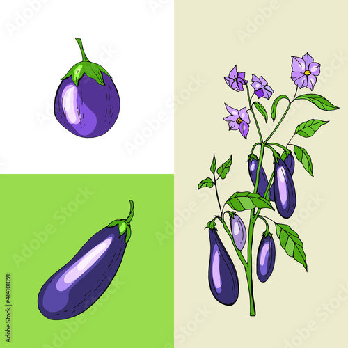 Eggplants. Fresh vegetables and different sorts