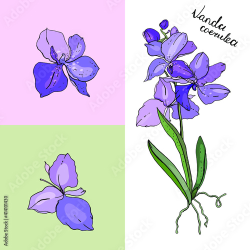 Isolated orchid vanda on white. Different color, elements for floral season design