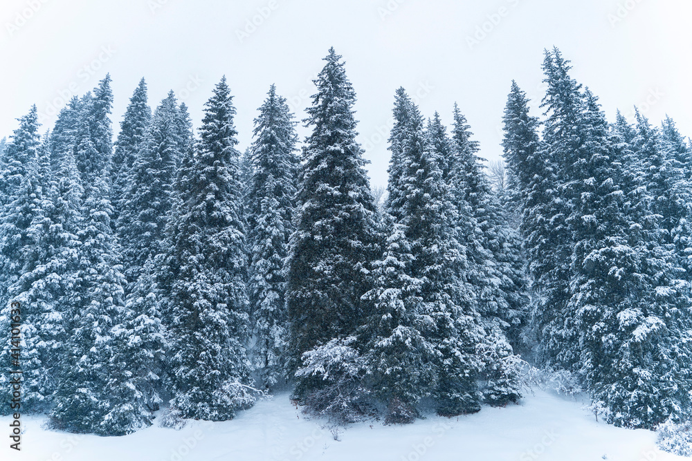 Forest covered with snow in winter in the mountains during snowfall.