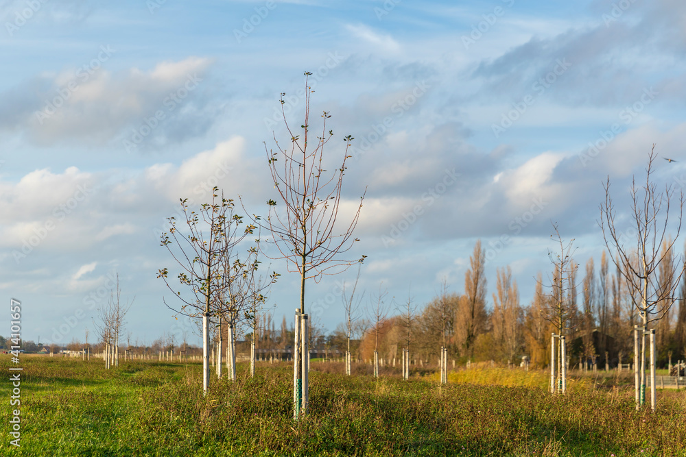 Planting young trees to grow a new forest