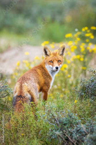 Wallpaper Mural Young Wild red fox, vulpes vulpes, juvenile Torontodigital.ca