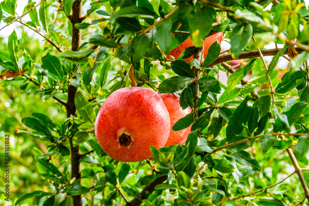 Ripe pomegranate fruits on tree at the orchard Ripe pomegranate fruits on tree at the orchard