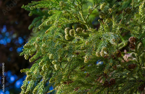 Close-up of green leaves with cones of Cryptomeria japonica Elegans tree, Japanese Sugi pine (Japanese cedar) or Cupressus japonica on Primorsky Boulevard in Sochi. Nice for  nature background concept photo