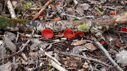 red mushrooms, Lille Vildmose Moor, Denmark, March photo