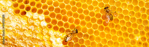 Canvas-taulu Beautiful honeycomb with bees close-up