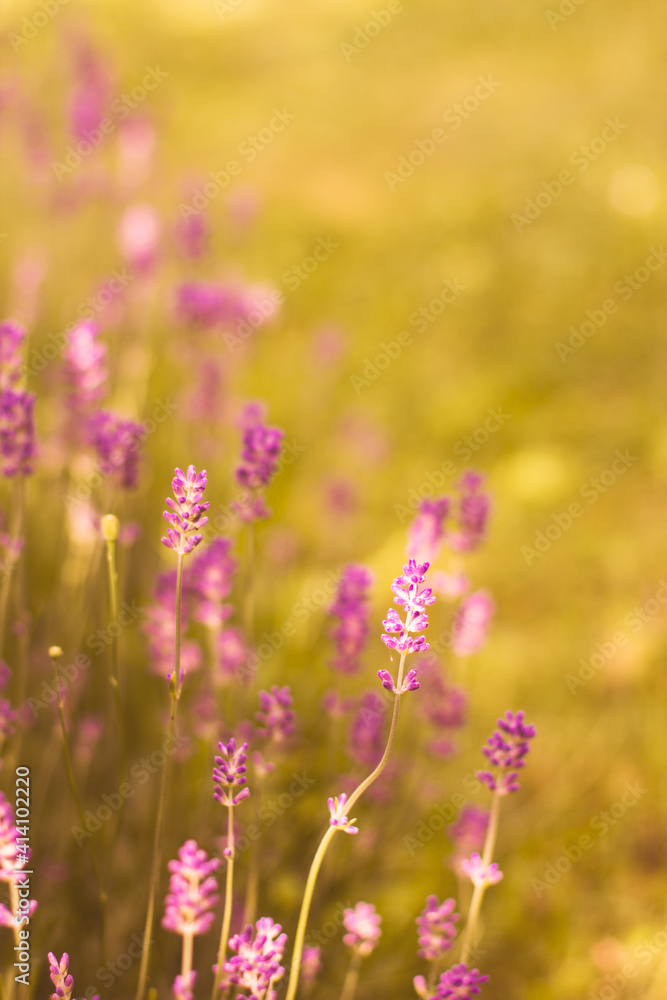 field of lavender, close up field of lavender, close up