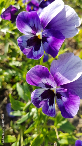 Beautiful purple flowers. Macro photo of spring flowers. Floral background.